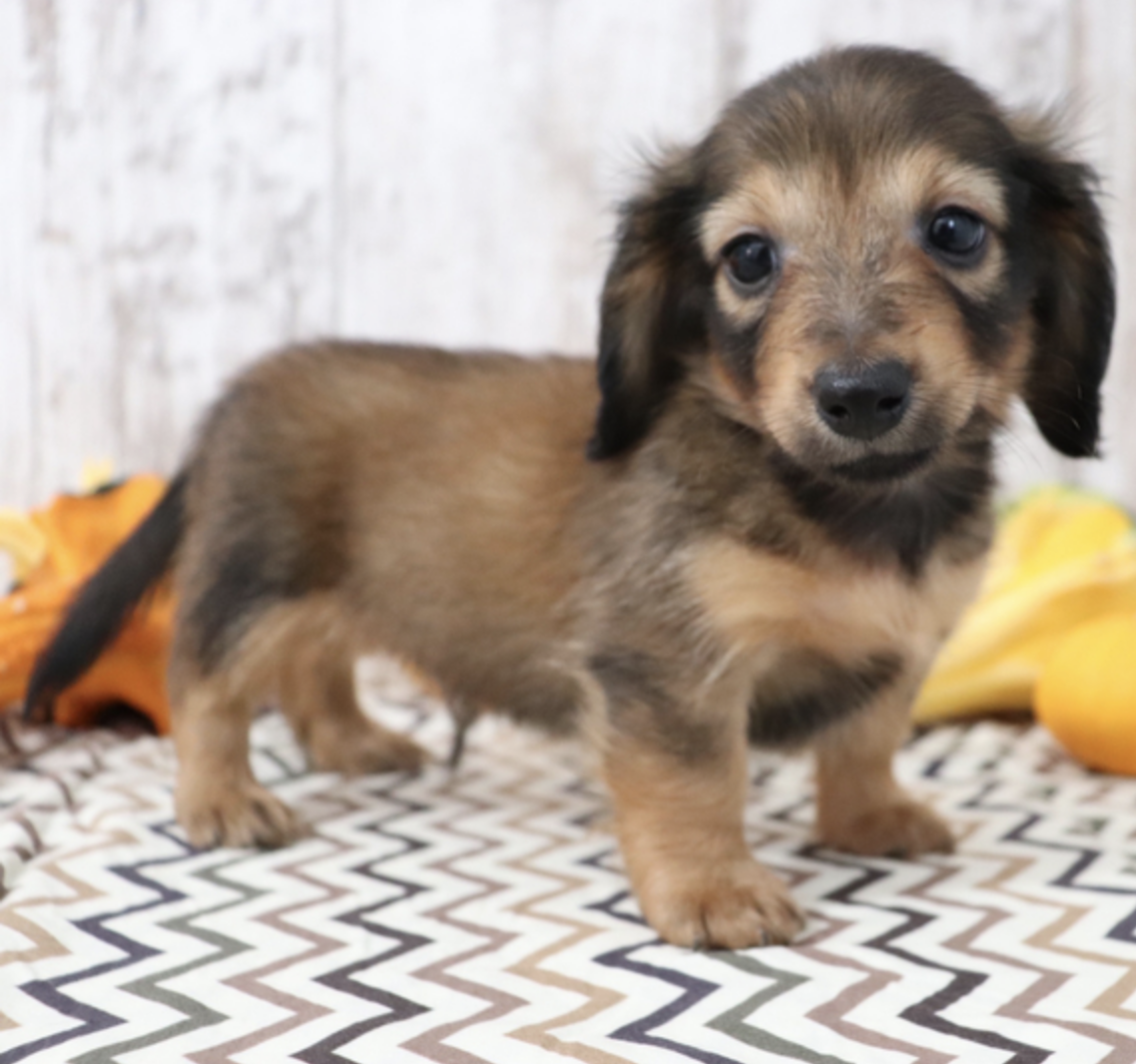 comprar cachorros sanos, baratos y asequibles para la venta